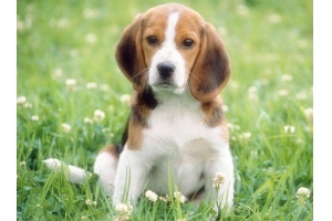 英國寵物用品支出激增上億英鎊，賣家迎來春天