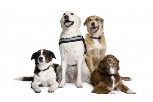 全球?qū)櫸镉闷肥袌?chǎng)廣闊，寵物家電需求激增