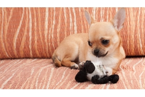 澳大利亞寵物市場火熱，旺季銷量將創(chuàng)新高