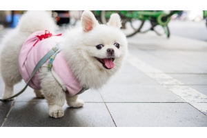 美國(guó)寵物市場(chǎng)需求增長(zhǎng)強(qiáng)勁，值得賣家關(guān)注